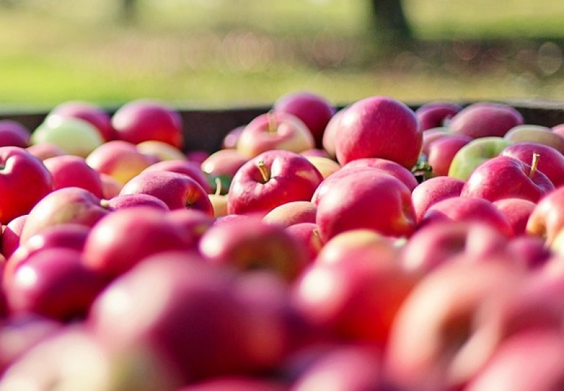 Darmowe jabłka w gminie Ryglice