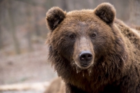 Ostrzeżenie: Niedźwiedź w okolicy Pilzna