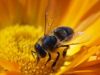 Konferencja pszczelarska w Szynwałdzie