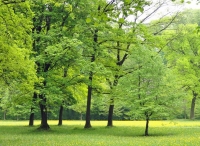 Nowe przepisy ws. wycinki drzew